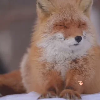 🦊 emoji ᱫ 𝒇𝗈𝗑 𝗆𝗈𝗈𝖽 @amariIium 𝑏𝑦 𝗹𝗶𝗹𝘆. Telegram sticker 15 of 30