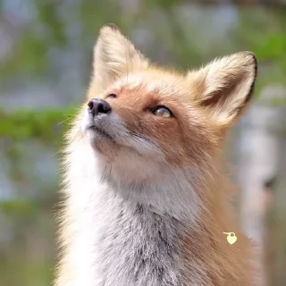🦊 emoji ᱫ 𝒇𝗈𝗑 𝗆𝗈𝗈𝖽 @amariIium 𝑏𝑦 𝗹𝗶𝗹𝘆. Telegram sticker 1 of 30