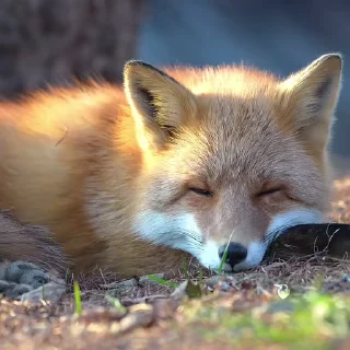 🦊 emoji ᱫ 𝒇𝗈𝗑 𝗆𝗈𝗈𝖽 @amariIium 𝑏𝑦 𝗹𝗶𝗹𝘆. Telegram sticker 6 of 30