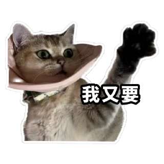 🤗 emoji Meow3 Telegram sticker 13 of 33