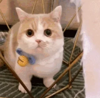 🐱 emoji 猫猫动图 Telegram sticker 16 of 47