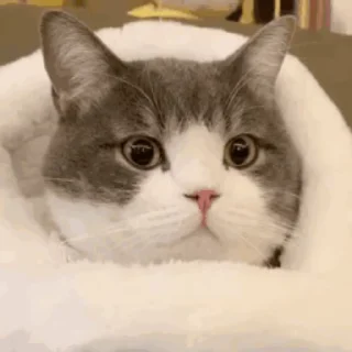 🐱 emoji 猫猫动图 Telegram sticker 17 of 47