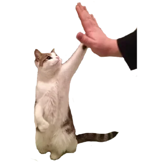 Sticker from gatos