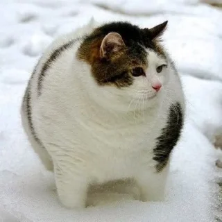 🐈 emoji Chonky Bois Telegram sticker 18 of 37