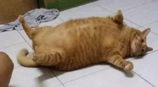 🐈 emoji Chonky Bois Telegram sticker 15 of 37