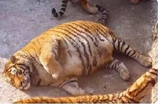 🐅 emoji Chonky Bois Telegram sticker 16 of 37