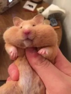 🐹 emoji Chonky Bois Telegram sticker 13 of 37