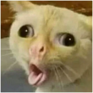 😛 emoji cat vibes (@emopix) Telegram sticker 11 of 18