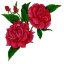 Sticker from ❀ Canal Jardim Secreto ❀