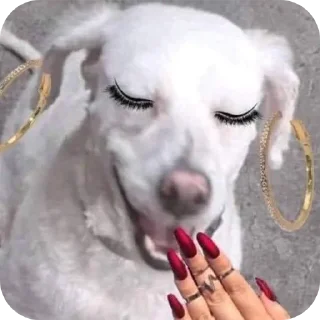 🐶 emoji Hj eu acordei e comi pão Telegram sticker 13 of 16