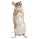 Sticker from mouse boy