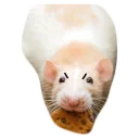 Sticker from mouse boy