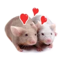 Sticker from mouse boy