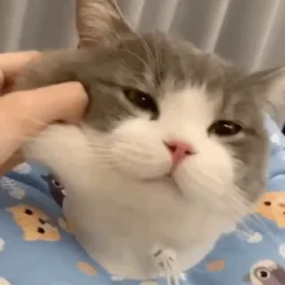 😊 emoji 可可爱爱猫猫 @TG771 Telegram sticker 17 of 50