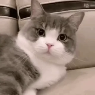 😊 emoji 可可爱爱猫猫 @TG771 Telegram sticker 16 of 50