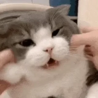 😊 emoji 可可爱爱猫猫 @TG771 Telegram sticker 13 of 50
