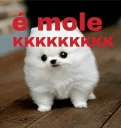 😂 emoji Eh mole Telegram sticker 11 of 17
