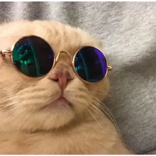 😎 emoji Gatos Telegram sticker 22 of 66