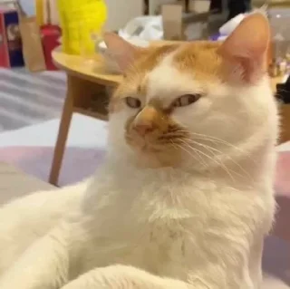 🧐 emoji Gatos y ya Telegram sticker 20 of 39