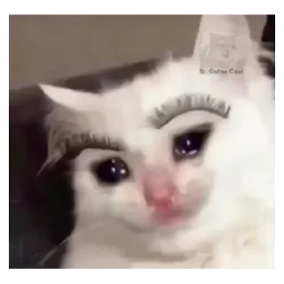 😥 emoji Gatos Telegram sticker 21 of 66