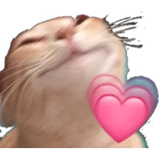 ❤️ emoji Gatos Telegram sticker 17 of 66