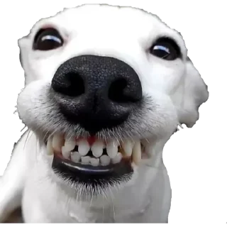 😁 emoji Pal carajo Telegram sticker 9 of 108