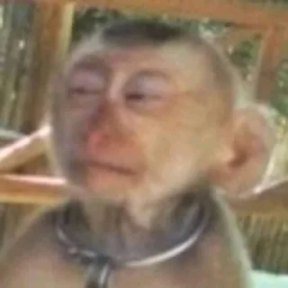 😏 emoji Monkeys- @sepajus Telegram sticker 24 of 25