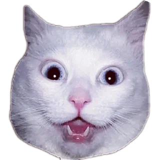 🐱 emoji cuy Telegram sticker 10 of 10