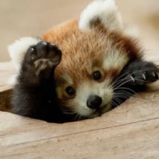 Sticker from red panda