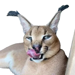 😏 emoji Floppa (Caracal) Telegram sticker 24 of 30