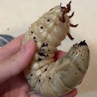 🐛 emoji 习近平语录 Telegram sticker 13 of 59