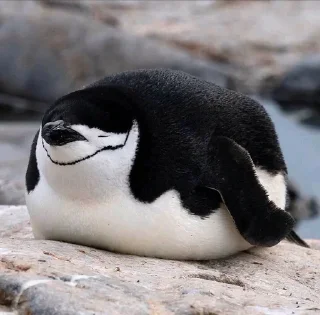 Sticker from Chonky Bois