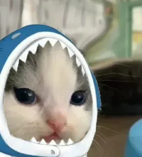😠 emoji Gatinhos @moon131203 Telegram sticker 21 of 41