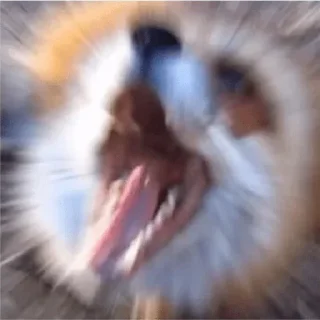 🙀 emoji Memes de foxo 2 Telegram sticker 8 of 108