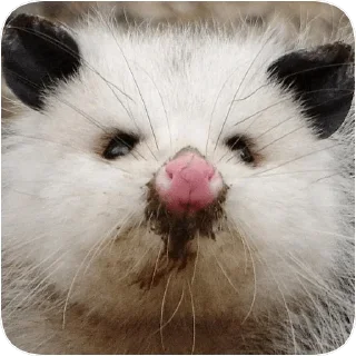 🤨 emoji Opossum garbage dump — @stckrRobot Telegram sticker 24 of 85
