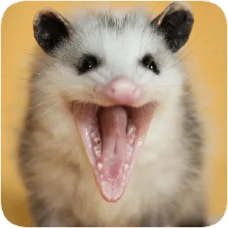 Sticker from Opossum garbage dump — @stckrRobot