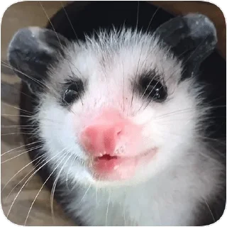 😊 emoji Opossum garbage dump — @stckrRobot Telegram sticker 9 of 85