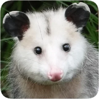 🙂 emoji Opossum garbage dump — @stckrRobot Telegram sticker 16 of 85