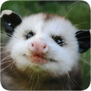 😍 emoji Opossum garbage dump — @stckrRobot Telegram sticker 21 of 85