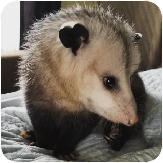 ☺️ emoji Opossum garbage dump — @stckrRobot Telegram sticker 5 of 85