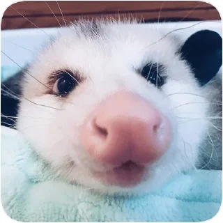 😚 emoji Opossum garbage dump — @stckrRobot Telegram sticker 22 of 85