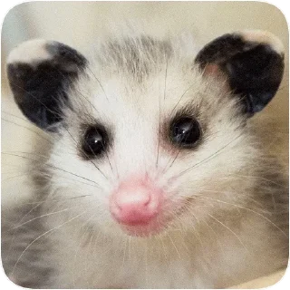 😊 emoji Opossum garbage dump — @stckrRobot Telegram sticker 13 of 85