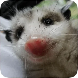 😊 emoji Opossum garbage dump — @stckrRobot Telegram sticker 11 of 85