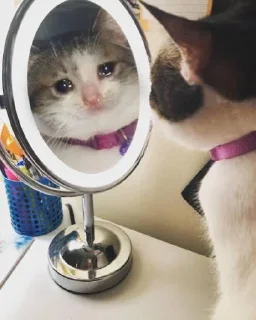 🥺 emoji gatinhos triste Telegram sticker 7 of 26