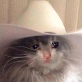🥺 emoji gatinhos triste Telegram sticker 18 of 26
