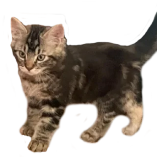 😺 emoji Dks Stickers Telegram sticker 3 of 18