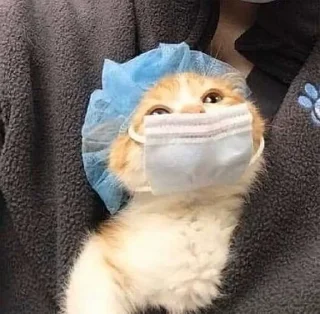 Sticker from cat meme