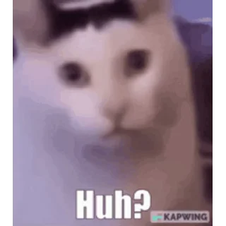 Sticker from cat meme