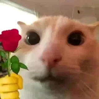 🐱 emoji pérolas do twitter Telegram sticker 24 of 30