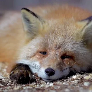 🦊 emoji ᱫ 𝒇𝗈𝗑 𝗆𝗈𝗈𝖽 @amariIium 𝑏𝑦 𝗹𝗶𝗹𝘆. Telegram sticker 11 of 30